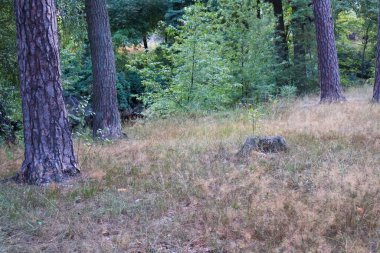 Serene woodland area featuring tall tree trunks, dry grass, and lush green undergrowth, offering a peaceful glimpse into a natural forest environment. clipart