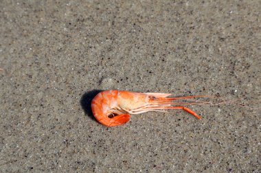 A vibrant orange cooked shrimp resting on a textured sandy beach, showcasing its detailed shell and natural setting under sunlight. clipart