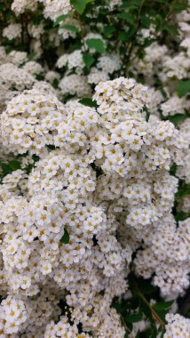 Altın merkezli narin beyaz spirea çiçeklerinin detaylı görüntüsü çiçek desenleri oluşturur..