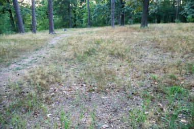 Huzurlu bir orman, arka planda kuru otlar ve uzun ağaçlarla sakin doğal bir manzara yakalıyor..