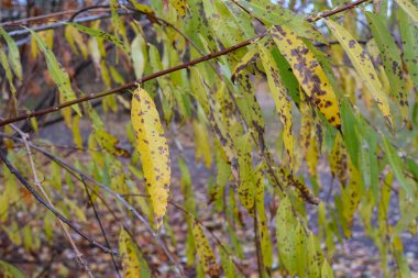 A detailed view of yellow and green autumn leaves with black spots on willow branches, showcasing natural decay and the transition of seasons clipart