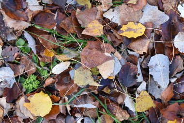Rengarenk sonbahar yaprakları orman zeminine saçılmış, yeşil çimen parçalarıyla karışmış, doğal mevsimsel bir desen oluşturmuş..