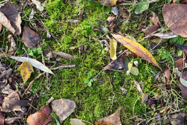 A detailed view of vibrant green moss surrounded by fallen autumn leaves and twigs, showcasing nature's textures and colors. clipart