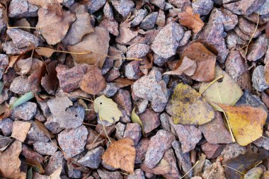Kuru sonbahar yaprakları rengarenk çakıl taşlarının üzerine saçılmış doğal dokular ve mevsimsel güzellikler sergiliyor..