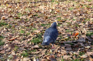 Düşen sonbahar yapraklarıyla kaplı bir tarlada yürüyen bir güvercinin yakın çekimi huzurlu bir park sahnesinin özünü yakalıyor..
