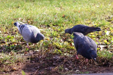 Çimenli bir arazide yiyecek arayan bir grup güvercin, güneş ışığıyla aydınlatılmış, dağınık yapraklar ve doğal yeşilliklerle.