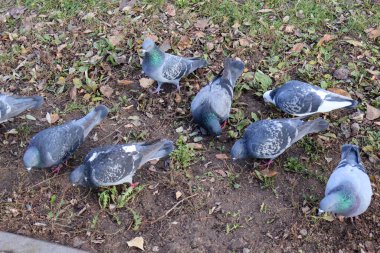 Açık hava parkında çimlerle ve düşen yapraklarla çevrili bir toprak parçasıyla beslenen bir güvercin sürüsü..