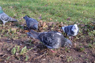 Bir grup güvercin çimlerin ve düşen yaprakların arasında yiyecek arıyorlar. Doğal bir sonbahar ortamında yakalanmışlar..