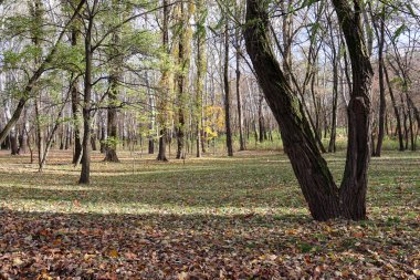 Uzun ağaçların, dağınık yaprakların ve dalların arasından süzülen yumuşak güneş ışığının olduğu huzurlu bir sonbahar ormanı sahnesi..