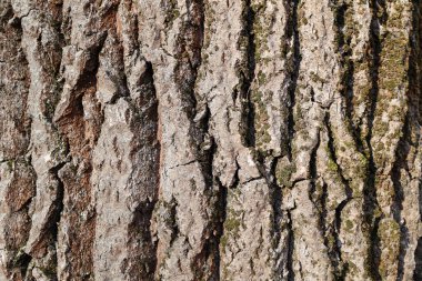 Yeşil yosun parçalarıyla desenli ağaç kabuğunun ayrıntılı yakın plan görüntüsü, doğal desenleri ve sert dokuyu vurguluyor..
