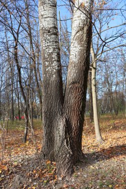 A unique birch tree with two trunks, surrounded by autumn foliage and bare branches in a serene forest setting.