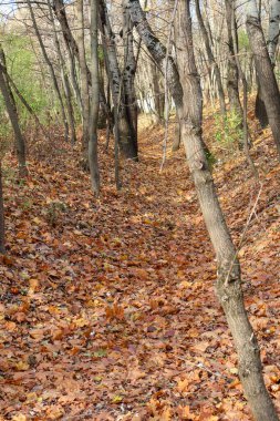 Canlı turuncu ve kahverengi sonbahar yapraklarıyla kaplı, sakin bir ormanlık alanda çıplak ağaçlarla çevrili dar bir orman yolu..
