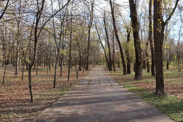 Yapraksız ağaçlar ve sakin bir parkta düşen yapraklarla çevrili asfalt bir patika ile sakin bir sonbahar sahnesi..