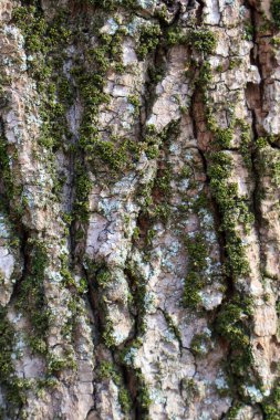 Yeşil yosun ve yosunla kaplı ağaç kabuğunun detaylı dokusu doğal desenler ve toprak renkler sergiliyor.
