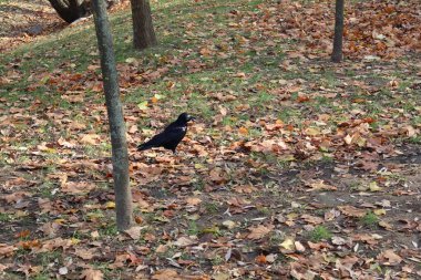 Çimenli bir zeminde duran yalnız siyah karga huzurlu bir parkta renkli sonbahar yapraklarıyla dağılmış.