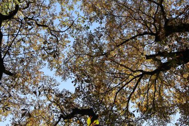 A beautiful view looking up at tree branches during autumn, with golden leaves and clear blue sky filtering sunlight. clipart