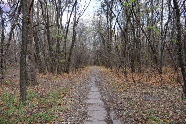 Çıplak ağaçlar ve dağınık sonbahar yapraklarıyla çevrili sessiz bir orman yolu sonbaharda sakin ve sakin bir atmosfer yaratıyor..