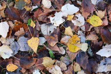 Düşen sonbahar yapraklarının canlı bir karışımı. Sarı, kahverengi ve beyaz tonlarında çimenli bir zemine saçılmış, mevsimsel güzellikleri vurguluyor.