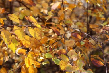 Parlak sarı ve turuncu sonbahar yapraklı ağaç dallarına yakın çekim yaparak, sonbahar yapraklarının doğal güneş ışığındaki güzelliğini yakalıyorlar.