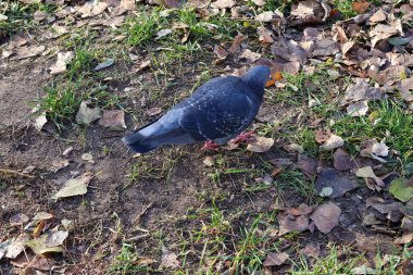 Çimenli ve yapraklarla kaplı bir zemini keşfeden bir güvercinin yakın plan çekimi, doğal ortamdaki şehir yaşamını ön plana çıkarıyor..