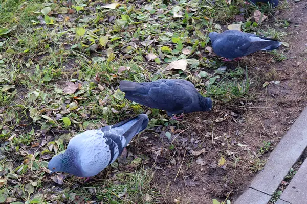Bir grup güvercin kaldırım kenarında yaprak döşemiş bir zeminde yiyecek arıyor. Şehir parkındaki doğal ortamları yakalıyor.