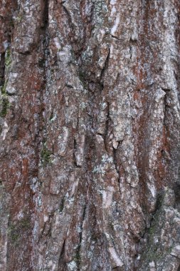 A detailed close-up view of rough tree bark, showcasing natural textures, grooves, and moss patterns clipart