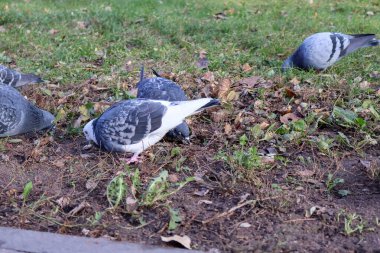 A group of pigeons, including one with white feathers, searching for food on grass and soil amidst fallen leaves clipart