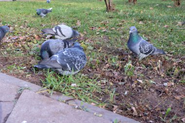 Canlı tüy desenli bir grup güvercin yerde yiyecek arıyor. Etrafı çimen ve yapraklarla çevrili.