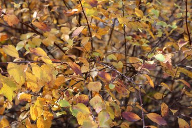 Sarı, turuncu ve kahverengi yapraklarla süslenmiş sonbahar dallarının yakın plan görüntüsü, sonbahar mevsiminin canlı renklerini yakalıyor.