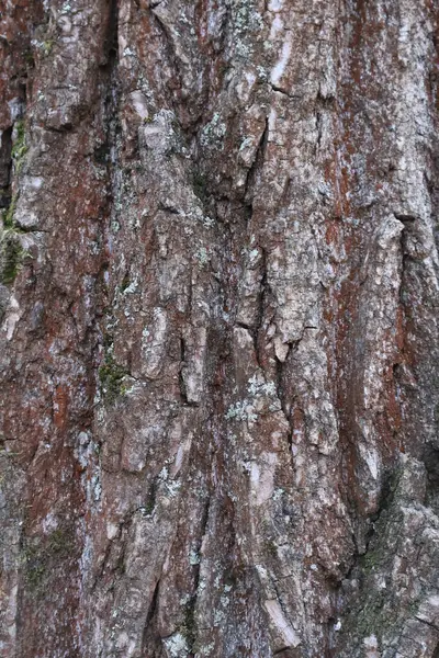 Kaba ağaç kabuğunun detaylı bir yakın plan görüntüsü, doğal dokular, oyuklar ve yosun desenleri sergiliyor.