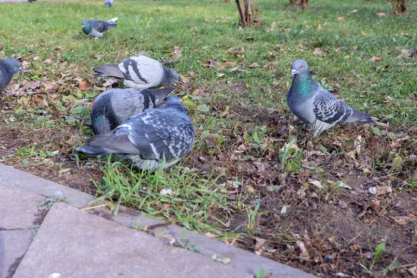 Canlı tüy desenli bir grup güvercin yerde yiyecek arıyor. Etrafı çimen ve yapraklarla çevrili.