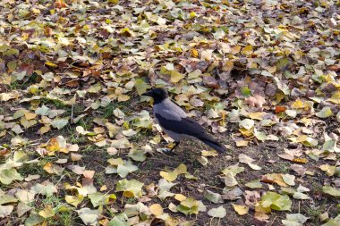 Sonbahar Yaprakları Arasında Yürüyen Kapüşonlu Karga. Rengarenk yapraklar ve çimlerle kaplı bir zemini keşfeden kapüşonlu bir karganın yer aldığı canlı bir sonbahar sahnesi.