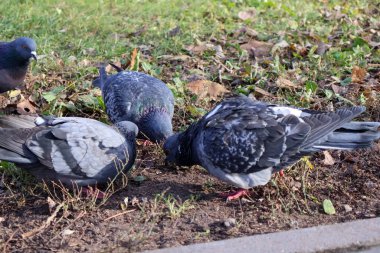 Bir Parkta Yerden Beslenen Güvercinler Grubu. Etrafı çimen ve sonbahar yapraklarıyla çevrili bir toprak parçasında yiyecek arayan güvercinlerin yakın çekimi, karmaşık tüy detaylarını gözler önüne seriyor.