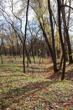 Düşen Yapraklar ve Güneş Işığı Ağaçlarıyla Sonbahar Ormanı. Sade bir sonbahar ormanı sahnesi... yapraklarla kaplı çimenli bir düzlük... ve çıplak dallardan akan güneş ışığı....