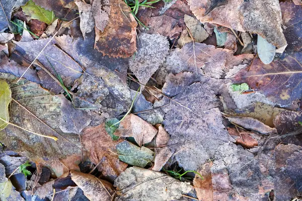 Düşen Sonbahar Yaprakları Doğal Çürüme ile. Orman zeminindeki yıpranmış sonbahar yapraklarının yakın çekimi doğal dokuları, renkleri ve mevsimlerin geçişini sergiliyor..