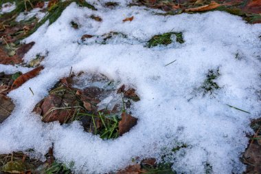 Melting patches of snow rest on green grass and dried autumn leaves, capturing the transition between seasons. This close-up showcases the delicate details of nature's changing cycles. clipart