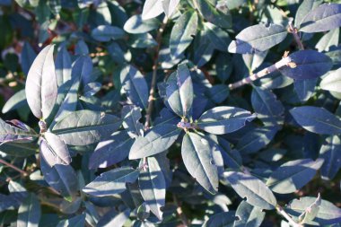 Çalı üzerinde yeşil yaprakların yakın çekimi, karmaşık dokular ve doğal kusurlar sergiliyor. Işığın ve gölgenin oyunu açık havada serin bir yeşilliğin altını çiziyor..
