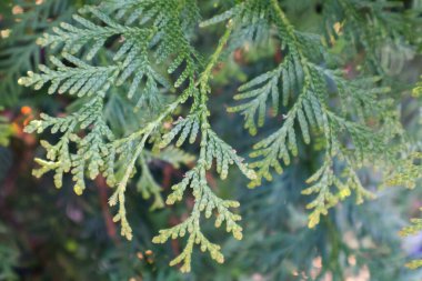 Hassas sedir iğnelerinden oluşan yakın plan çekimde karmaşık desenleri ve canlı yeşil renkleri ortaya çıkıyor. Yumuşak odak arka planı, yemyeşil dalın doğal güzelliğini ve dokusunu arttırır..