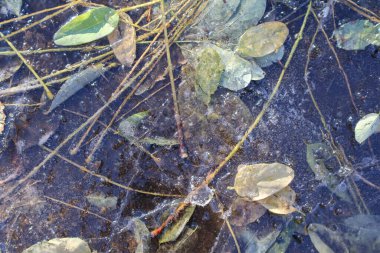 İnce bir buz tabakasının altında sıkışmış donmuş yapraklar ve dallar çarpıcı bir doğal doku oluşturur. Karmaşık detaylar mevsimsel geçişin güzelliğini ve doğanın kırılganlığını vurgular..