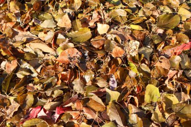 Kahverengi, sarı ve kırmızı tonlarda düşen sonbahar yapraklarının canlı bir koleksiyonu dokulu doğal bir halı yaratır. Bu sahne sonbahar mevsiminin güzelliğini ve zenginliğini yakalar..