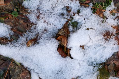 Sonbahar yapraklarında eriyen kar. Kısmen erimiş kar, kahverengi ve yeşil sonbahar yapraklarını kaplayarak buz kristallerinin dokusunu ve doğal bozulmayı vurguluyor..