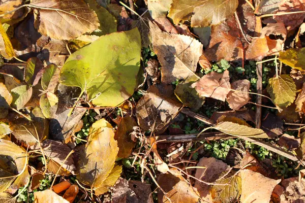 Autumn Leaves On Ground 'un yakın çekimi. Kuru ve taze sonbahar yapraklarının rengarenk bir karışımı yere saçılmış güneş ışığı dokularını ve gölgelerini aydınlatarak doğal mevsimsel bir şablon oluşturuyor..