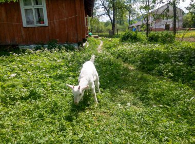 Lush Garden 'da otlayan beyaz keçi: Kırsal bir ahşap evi ve güneşli bir arka planı olan yeşil ve canlı bir bahçede huzur içinde otlayan beyaz keçi.