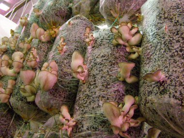 İstiridye Mantarı Çiftliği Kurumu: Kapalı alanda tarım yapan bir ortamda, organik tarım sürecini ve büyüme safhalarını gösteren istiridye mantarlarının yakın plan çekimi.