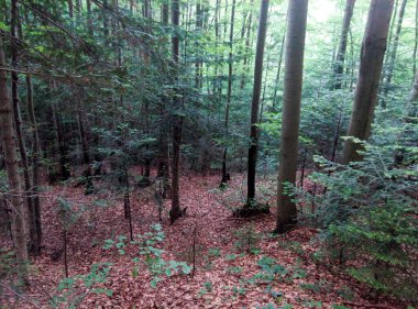 Uzun ağaçları, çalılıkları ve zemini kaplayan kuru yaprakları olan yoğun bir orman. Orman fotoğrafçılığı. Tasarım ve baskı için doğa ve sükunet kavramı.