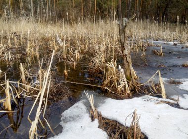 Eriyen karla, kuru sazlıklarla ve ağaç kütüğüyle donmuş sulak arazi. Bahar mevsiminin başlarında bataklık bölgesi kıştan sonra dönüşüme uğruyor.