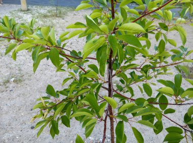 Yeşil yapraklı genç ağaç kumlu toprakta büyüyor. Doğal ortamda bitki dallarına yakın çekim
