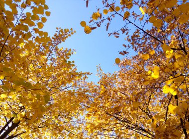 Autumn tree canopy with vibrant yellow leaves against a clear blue sky. Seasonal fall foliage view from below clipart