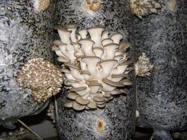 İç mekan mantar yetiştirme sisteminde substrat dolu plastik torbalarda büyüyen bir istiridye mantarı kümesi. Mantar yetiştirme süreci.