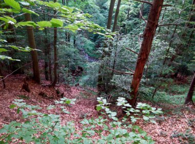 Yeşillikler, ağaç gövdeleri ve yaprak kaplı orman zeminiyle dolu orman yamacı. Doğal orman manzarası.